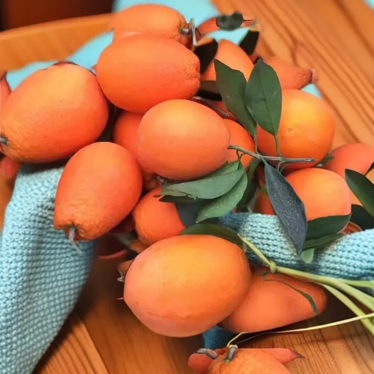 正宗奉节脐橙新鲜脐橙长虹柳何儿