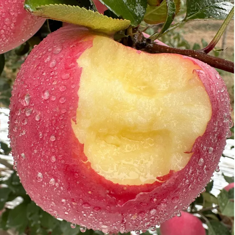 2025年新果陕西洛川红富士苹果 5-8.5斤装 脆甜多汁 新鲜水果