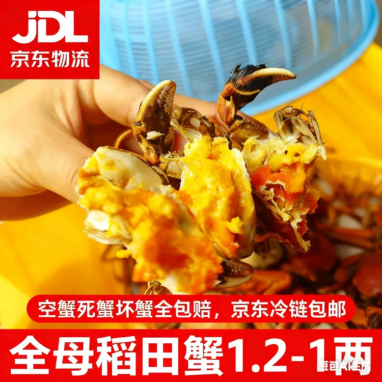鲜活盘锦稻田蟹盘锦稻田活母蟹1.2-1.0两盘锦河蟹2斤3斤京东包邮