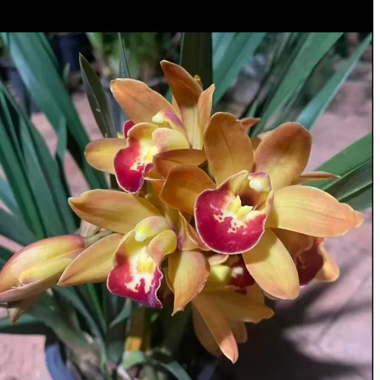 精品大花惠兰【香妃】室内桌面花卉盆栽兰花直播一物一拍兰花草蕙兰