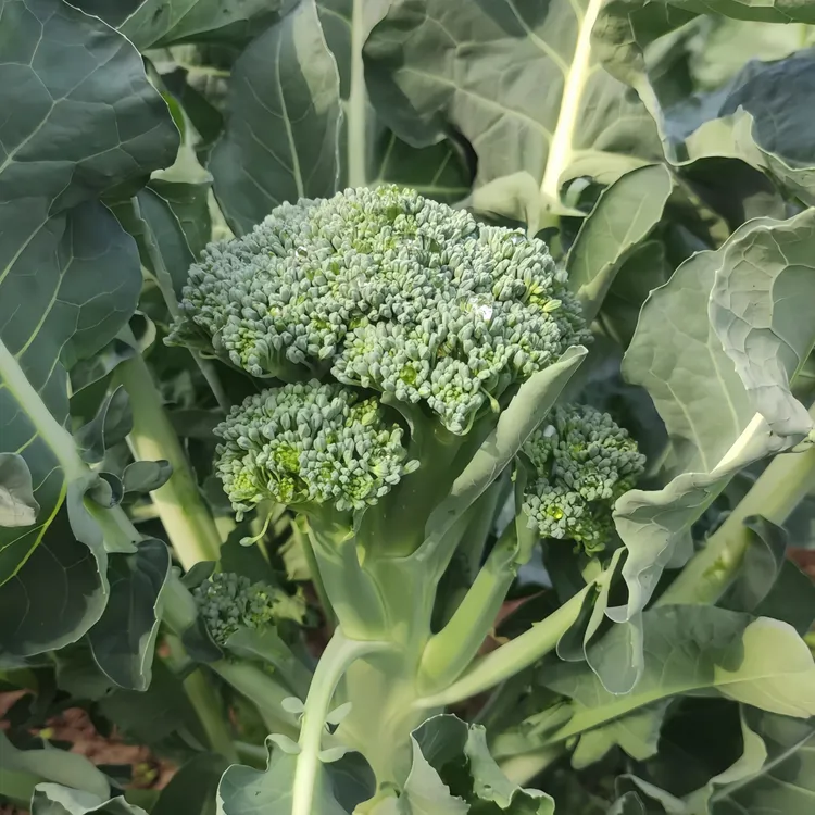 西蓝花西西兰苔苗秧苗早熟洋芥兰种籽芥蓝菜苔菜心耐寒秋冬季菜苗