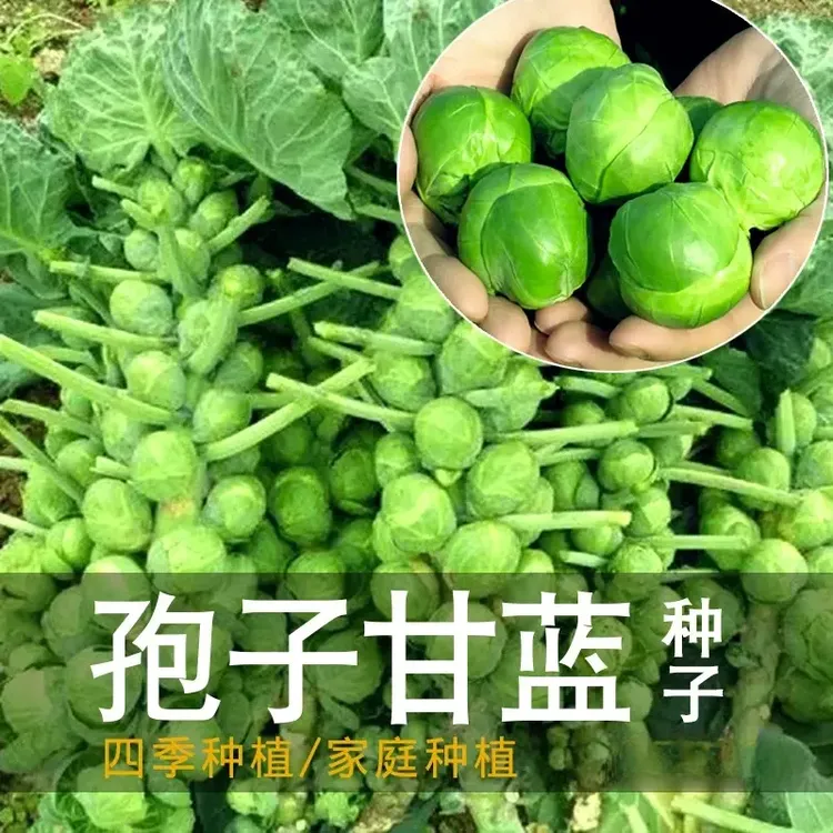 孢子甘蓝孢子甘蓝菜种子苗蔬菜种籽四季盆栽小院小包菜卷心蔬菜