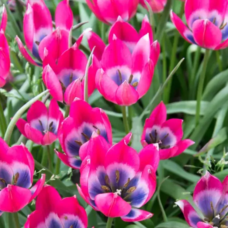 25年现货 进口原生郁金香种球复花易繁殖多年生更耐寒地栽