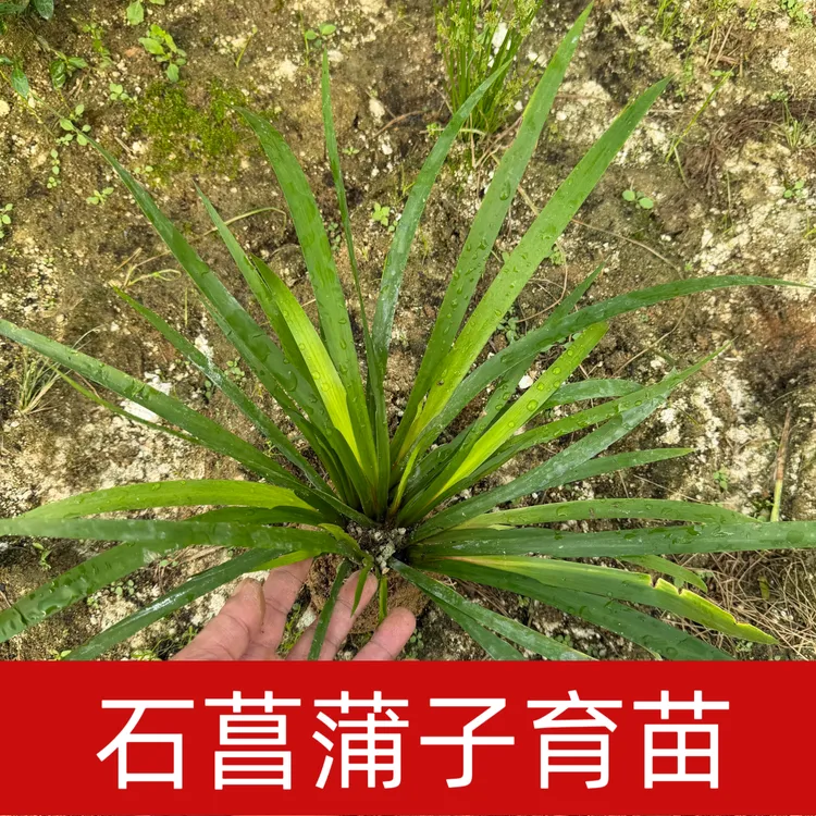 水田旱地通用石菖蒲子育苗红心大叶粉质菖蒲现挖现发