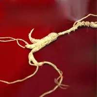 （小叶宠粉超级福袋）长白山人参市场 精选足龄老参 