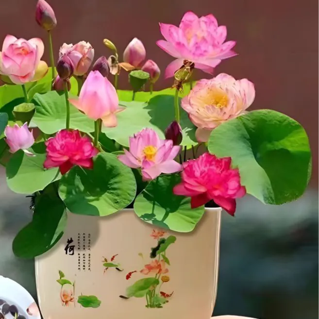 【水培莲花】七彩碗莲水培花卉植物四季莲花荷花种莲藕绿植水培莲子商品图