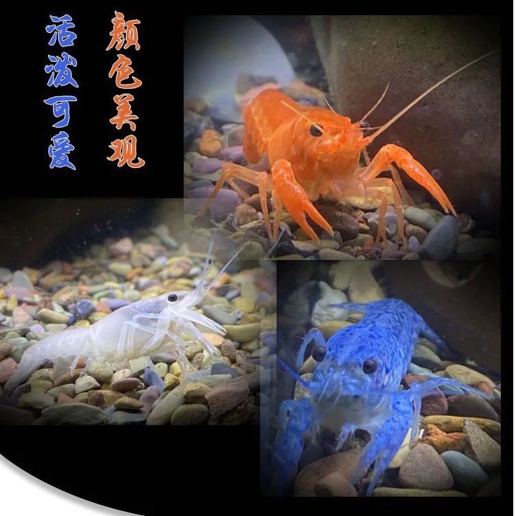 【观赏活体】观赏虾观赏鳌冷水观赏宠物苗活体淡水小龙鳌虾