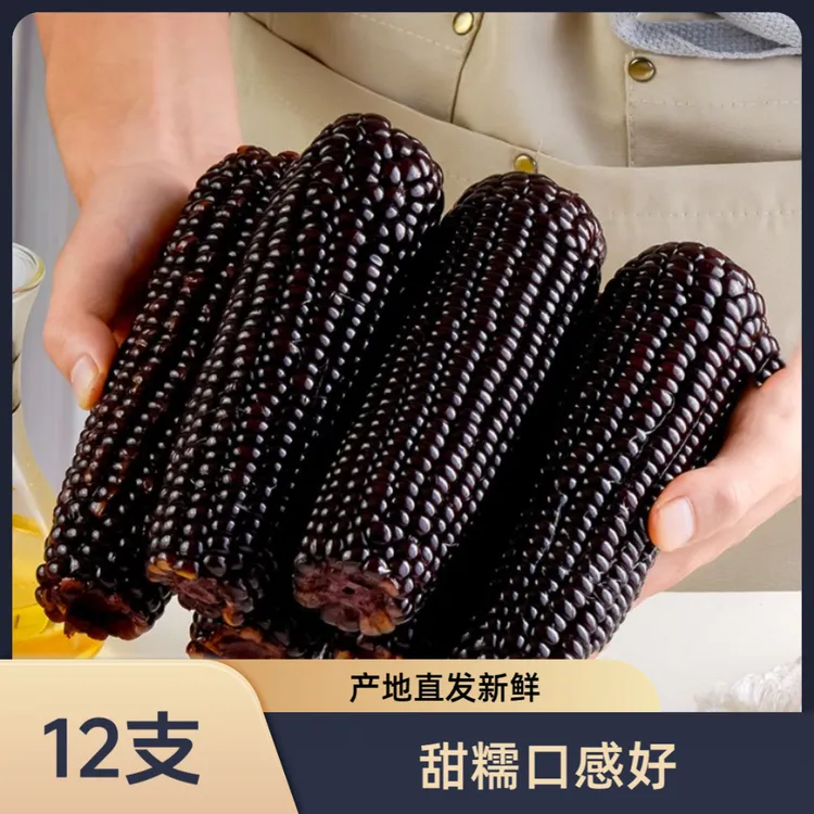黑玉米12支/箱重6-7斤东北软糯香粘25年头茬玉米拍10送2试吃4支
