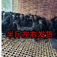 【12只】纯种五黑一绿乌骨鸡林间散养可做宠物鸡顺丰包邮伤亡包赔