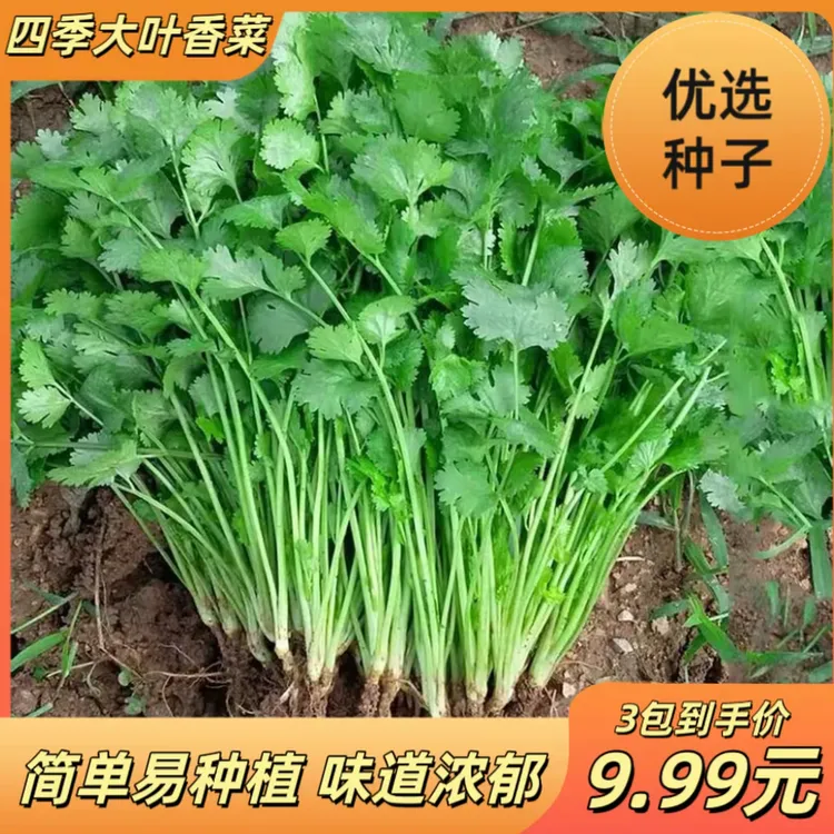 【四季大叶香菜种子】盆栽阳台种孑秋冬种植籽种