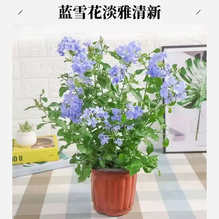 蓝雪花盆栽带花苞阳台花苗耐热绿植室外花园庭院种植爬藤好养活