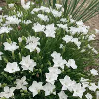 [安娜贝拉欧石竹/11cm盆] 带花苞四季开花卉植物庭院室外地栽耐寒