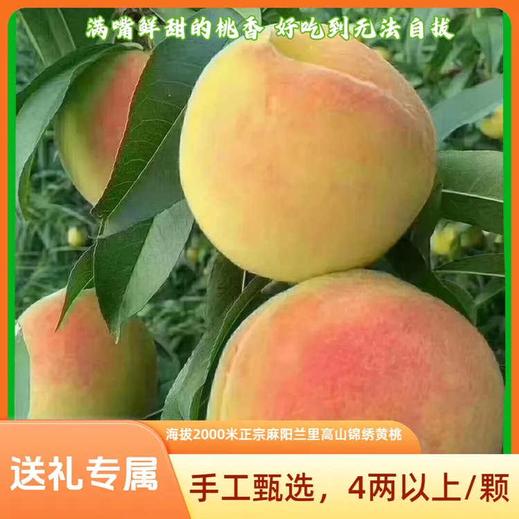 送礼大果10斤装麻阳高山黄桃锦绣黄桃子整箱大桃个个4两5以上毛桃