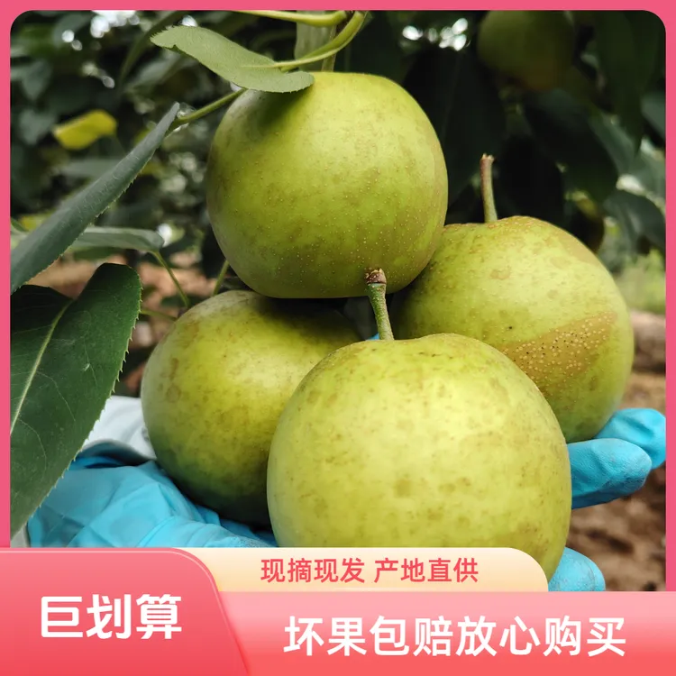 苍溪翠冠梨翠玉梨青皮蜜梨苹果梨雪梨新鲜水果现摘现发应季