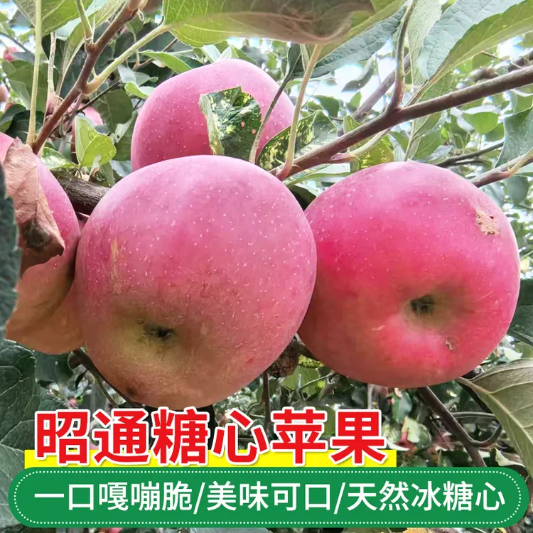 【新店福利试吃1斤装】云南昭通冰糖心苹果脆甜多汁新鲜现摘水果