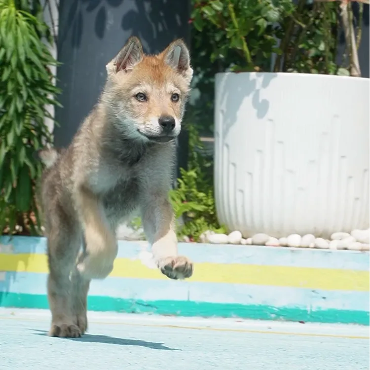 0526拍摄1号带CKU出生纸芯片捷克狼犬幼犬妹妹①4.19②5.4③5.29