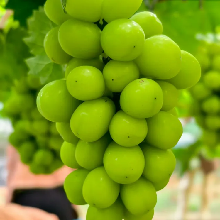 霄游香印-新鲜小串葡萄、权威50项农残检测合格、顺丰包邮水果