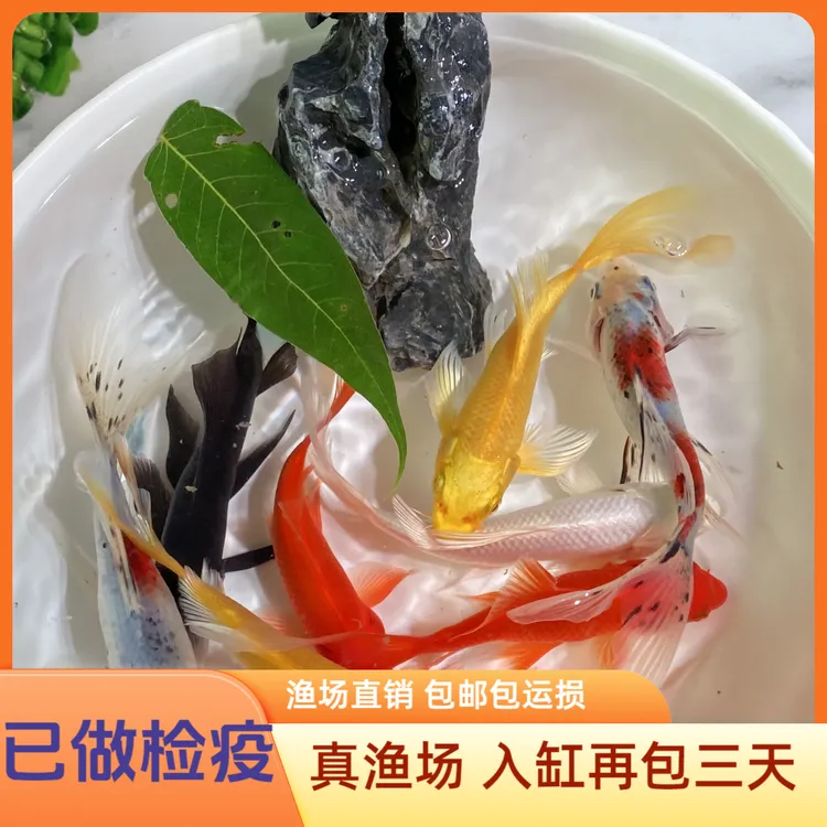 观赏鱼活体鱼锦鲤金鱼草金组合混搭固定颜色可选择好养易存活包邮