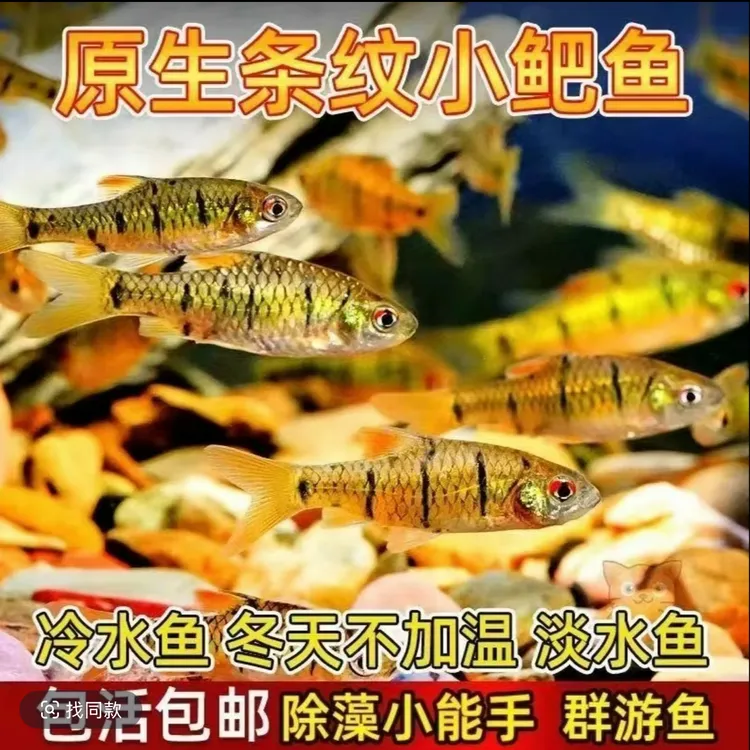冷水 小鲃鱼 活鱼条纹淡水清洁除藻耐寒苗不加温观赏鱼野生