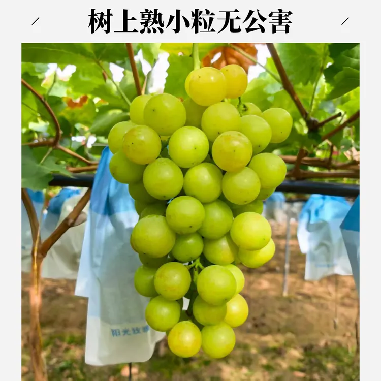阳光玫瑰葡萄小粒树上树无公害发黄部分有籽现摘应季水果