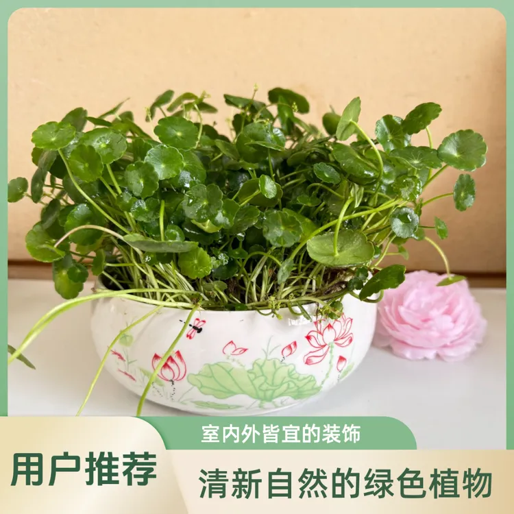 种下爱园艺家铜钱草水培植物室内外盆栽四季常青净化空气含陶瓷盆