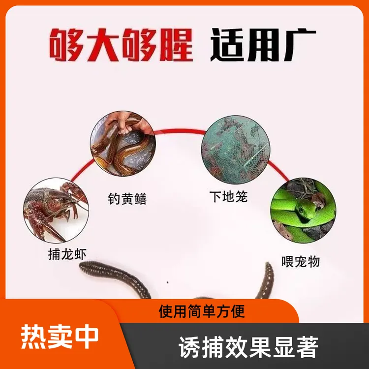 青蚯蚓黑蚯蚓专用鲜活钓鱼活饵特大臭蚯蚓黄鳝诱饵蚯蚓活饵包邮