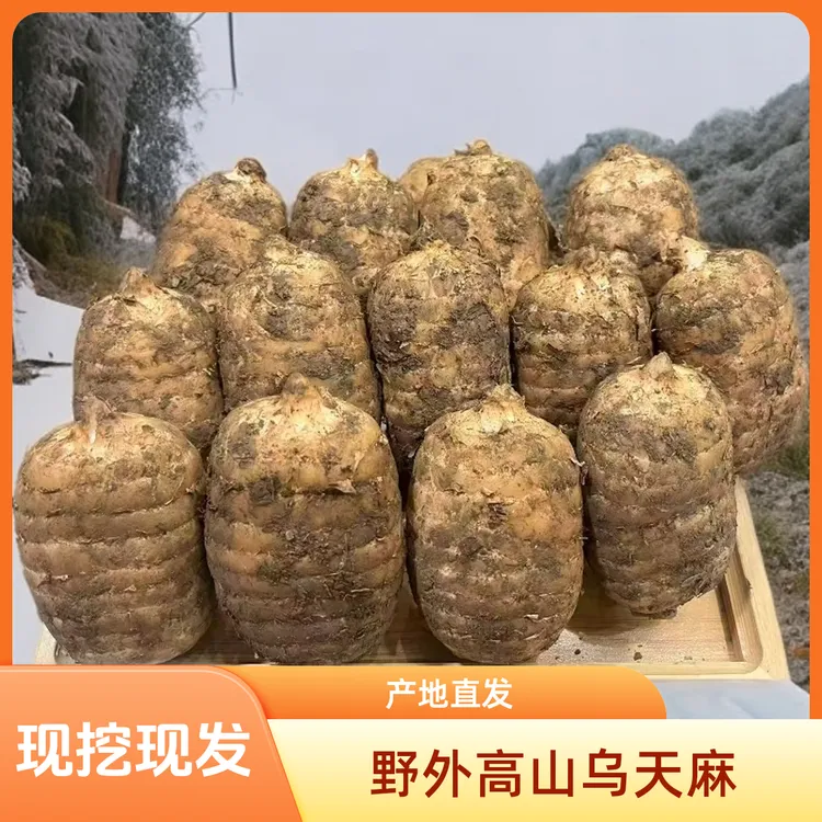 正宗云南昭通彝良小草坝新鲜湿乌天麻活天麻煲汤泡酒产地直销特产