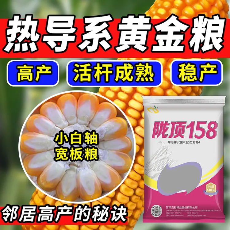 陇顶158【金黄籽粒】国审玉米种子高产高防穗腐高产大棒