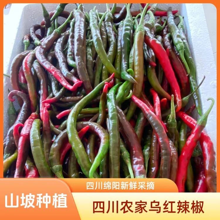 四川农家乌红紫红辣椒线椒泡椒剁椒露天山坡种植新鲜采摘中辣香辣