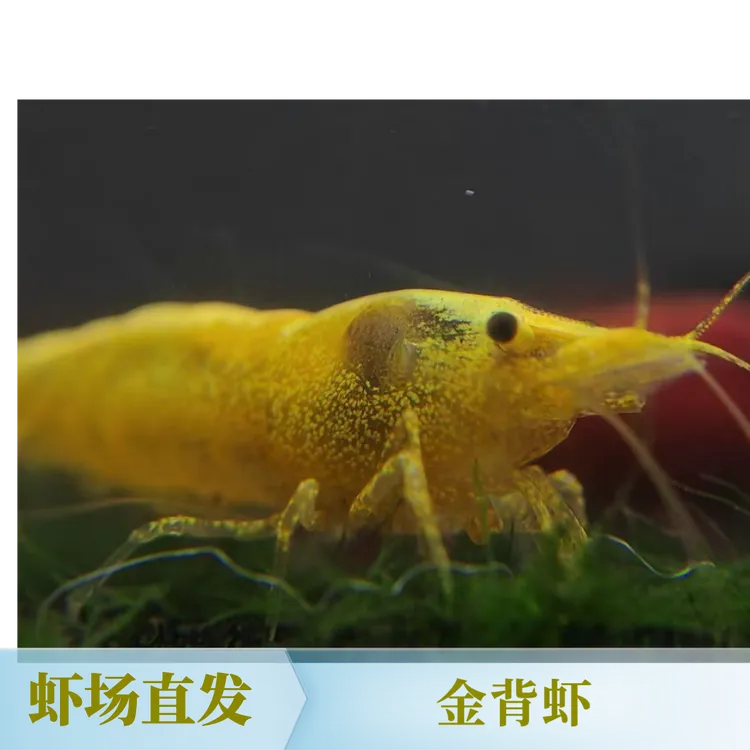 金背米虾活体水族热带鱼观赏好养耐活清洁鱼除藻工具