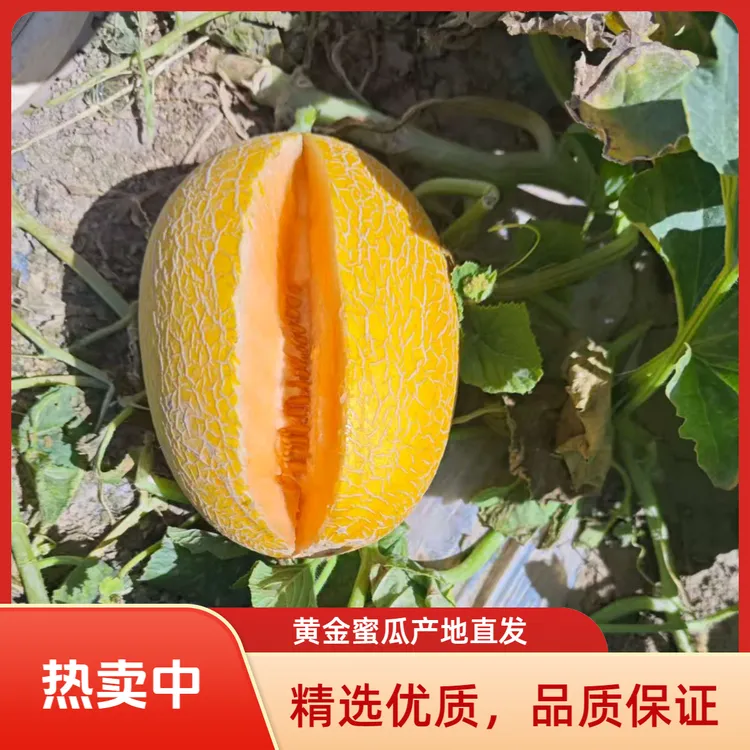 新疆直发正宗吐鲁番哈密瓜当季新鲜水果脆甜多汁黄金蜜瓜