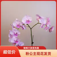 悠花里蝴蝶兰【粉公主】3.0寸全花开花珠发货