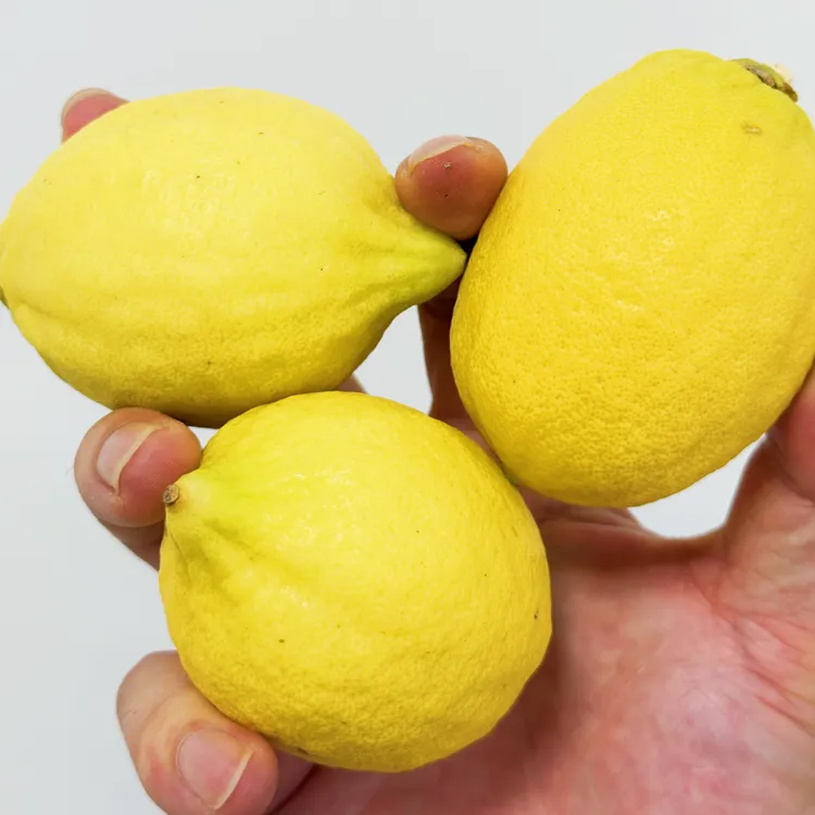 广东香水黄柠无籽香水黄柠【奶茶店专用手打柠檬茶】
