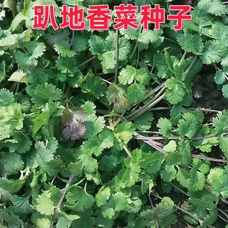 【趴地香菜种子】香味浓郁紫杆香菜种子四季播种蔬菜种子