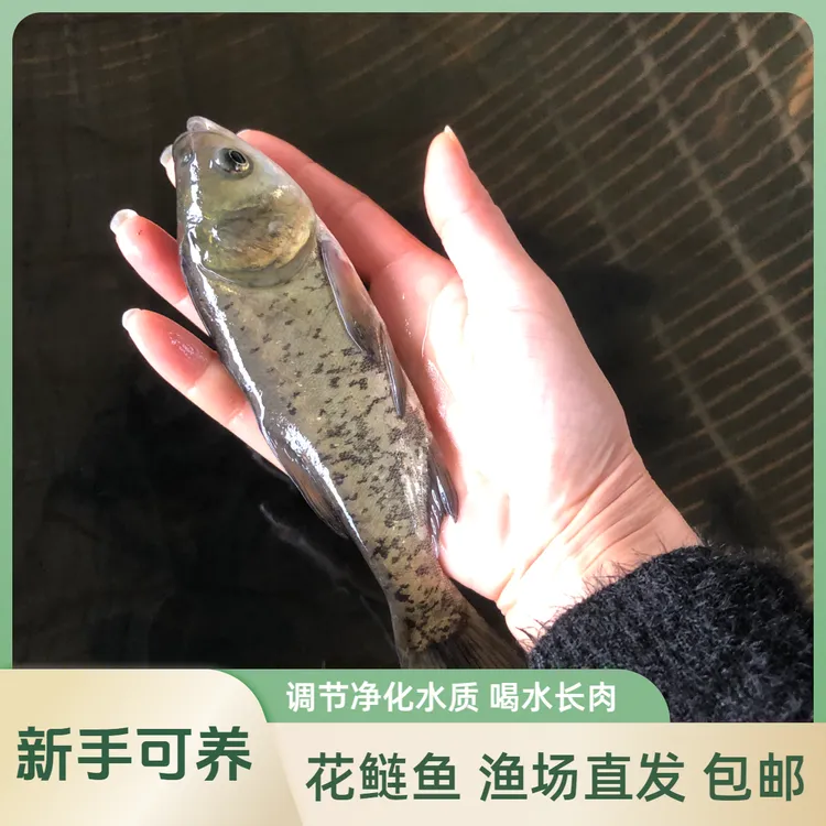 【活体】贵州花鲢鱼黑花大头鱼（5-25厘米）观赏鱼淡水鱼冷水鱼