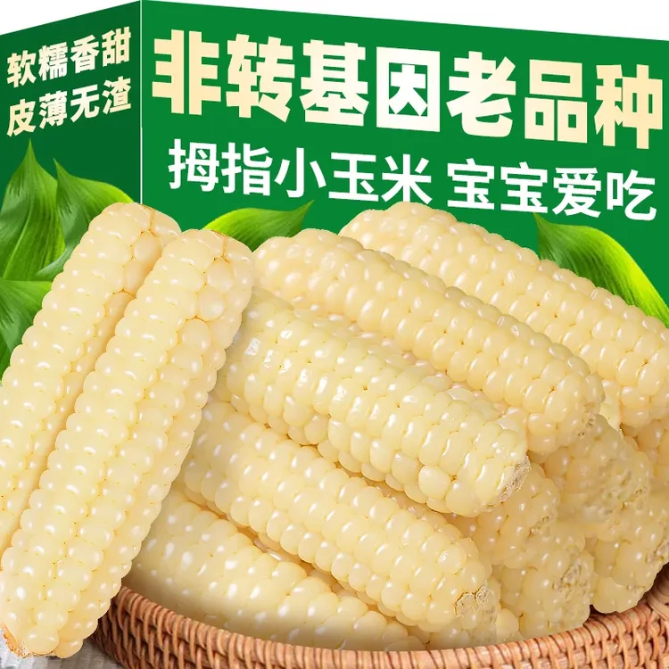 云南版纳拇指玉米香糯小玉米傣家甜黏手指玉米宝宝小玉米软糯香甜