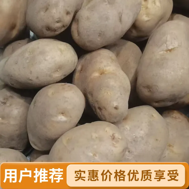 正宗巫山骡坪老高山米大洋芋高海拔2025挖的农家肥土豆家乡马铃薯