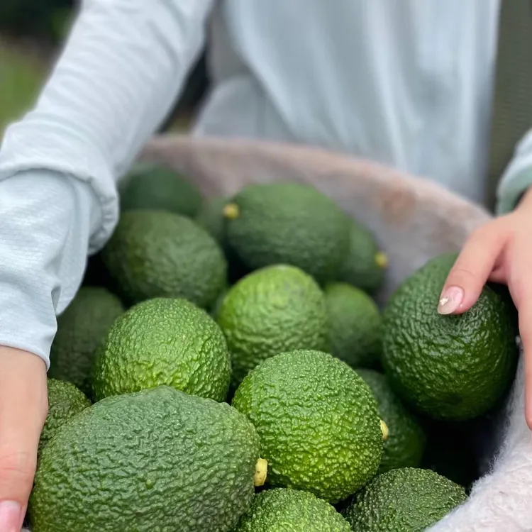 云南孟连哈斯牛油果（200--250）巨无霸哈斯新鲜采摘，产地直发