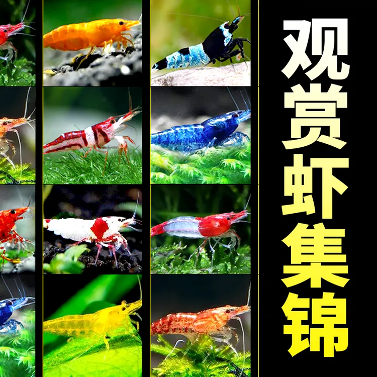 五彩虾活体｜除藻工具虾｜新手入门虾缸｜观赏虾混养｜免换水生态虾缸