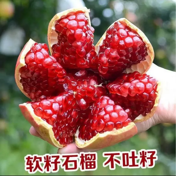 【精美礼盒】正宗四川会理突尼斯软籽石榴新鲜当季水果爆汁现摘现发