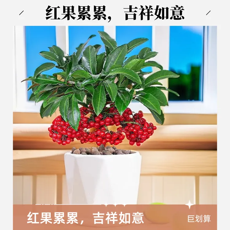 精品红果富贵籽朱砂根带果室内北美金玉满堂北美盆栽植物室内