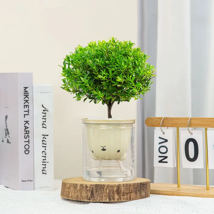 【创享绿洲】懒人吸水盆小叶赤楠植物栽好种好喜阳喜水盆栽茶桌摆件