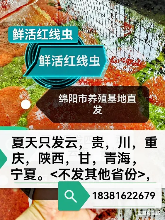 红线虫鲜虫水蚯蚓活体饲料<顺丰快递＞