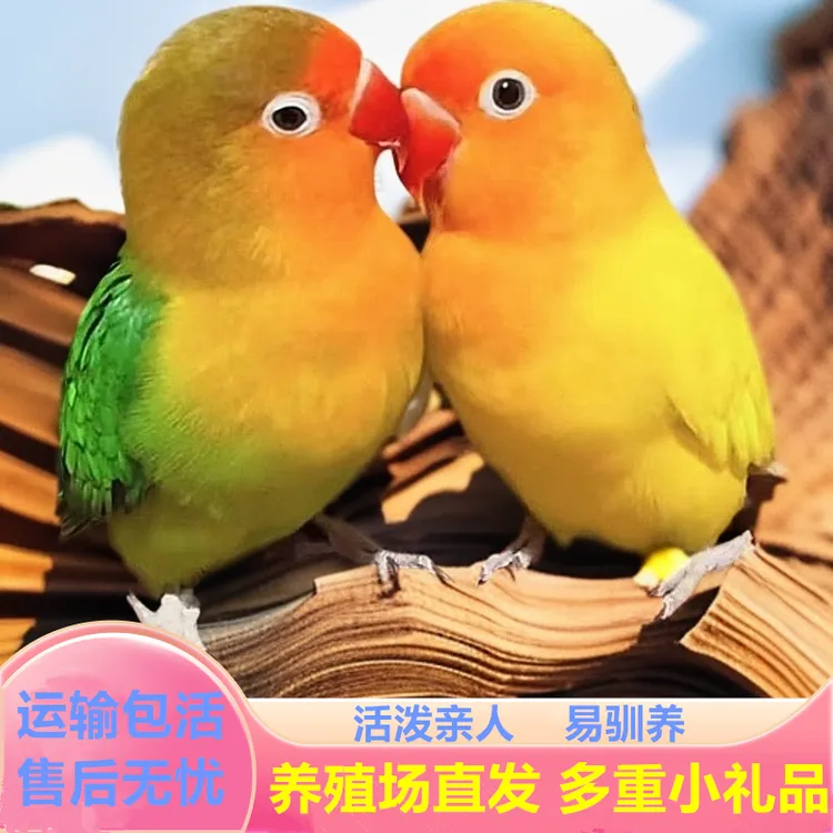 鹦特勒鹦鹉活鸟活物牡丹鹦鹉黄桃绿桃鸟类活鸟好养宠物小型鹦鹉