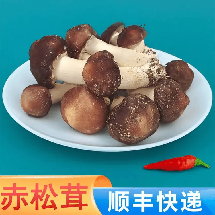 【顺丰/JD快递】新鲜赤松茸姬松茸大球盖菇食用菌当季鲜菌菇鲜菇菌