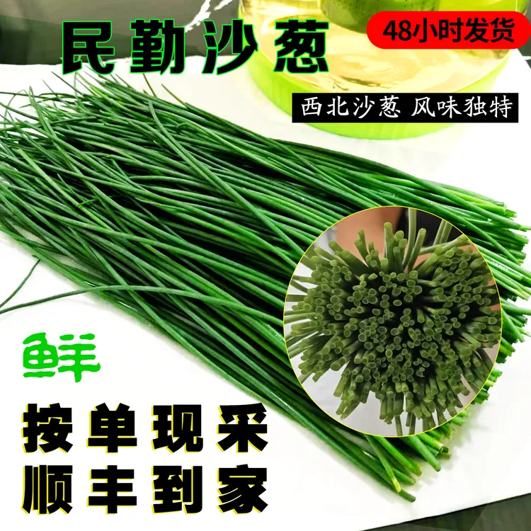 甘肃民勤新鲜沙葱现采现发鲜辣爽口蔬菜沙葱新鲜顺丰包邮