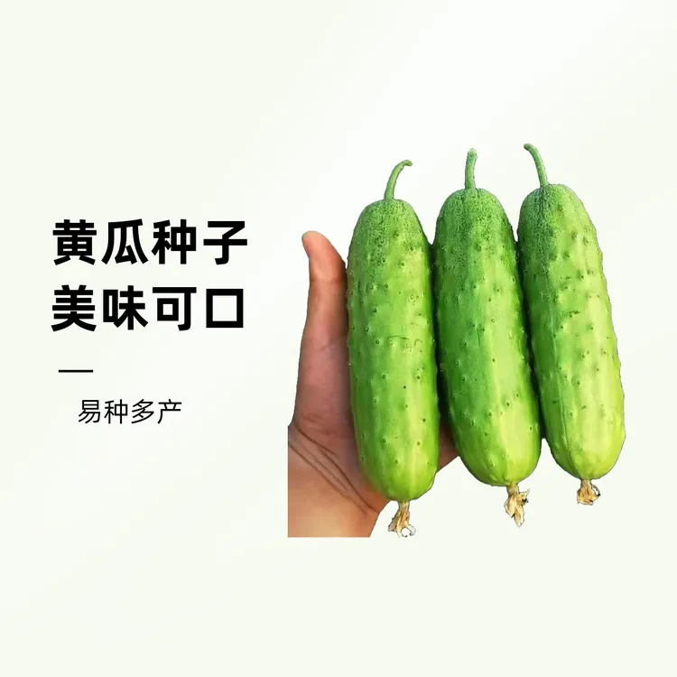满地爬黄瓜种子旱黄瓜籽不搭架盆栽阳台庭院甜脆懒人生吃四季