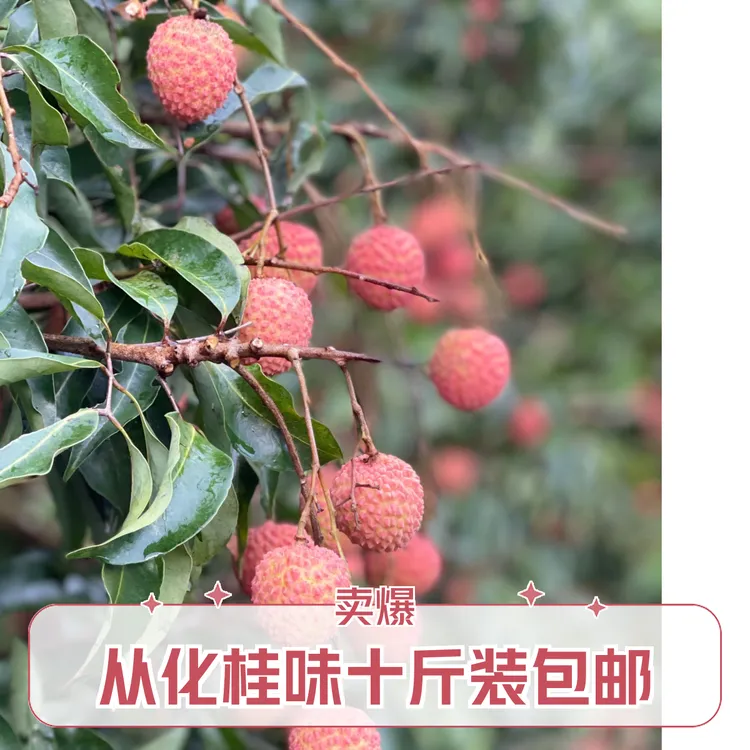 新鲜现摘正宗从化桂味荔枝当季水果多汁爆甜