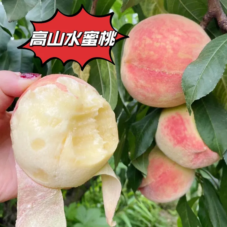陕西高山水蜜桃应季水果甜蜜多汁现摘现发一桃两吃