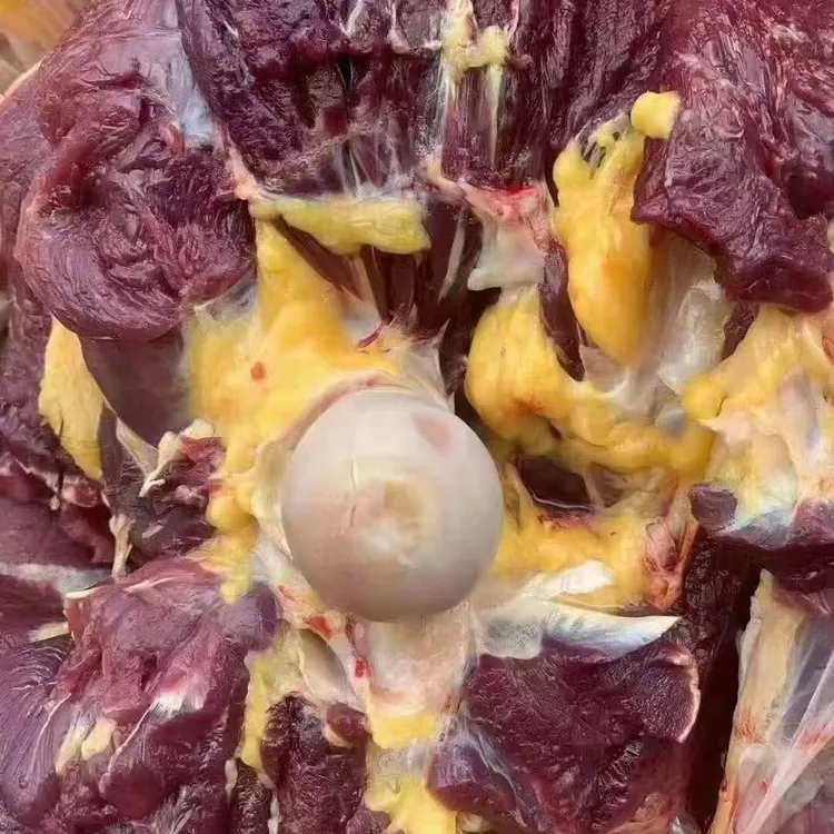 生鲜5斤纯草膘黄膘牦牛后腿肉肉质紧实黄膘有淡淡奶香味牛肉新鲜